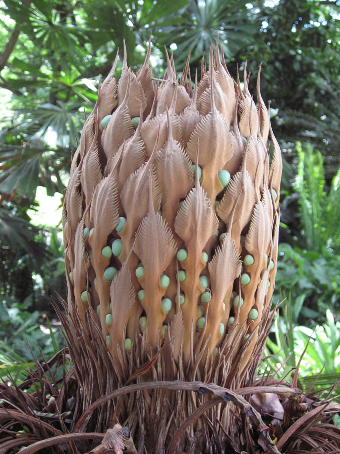 Cycas media   - Female cone