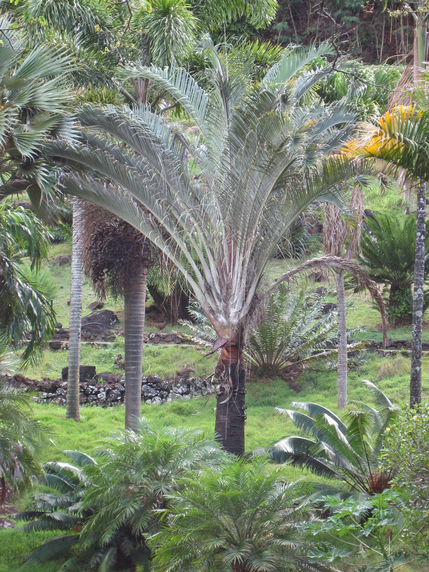 Dypsis decaryi   - 