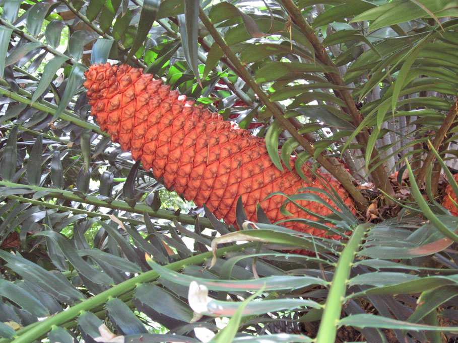 Encephalartos gratus   - Fruiting cone