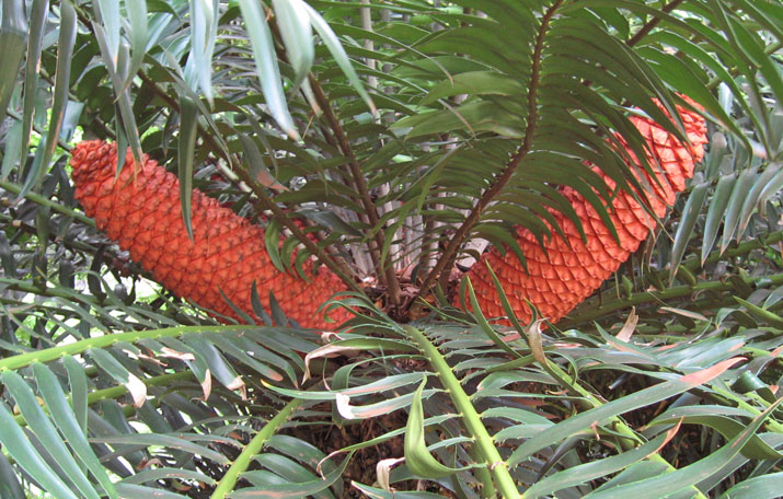 Encephalartos gratus   - Female with fruiting cones