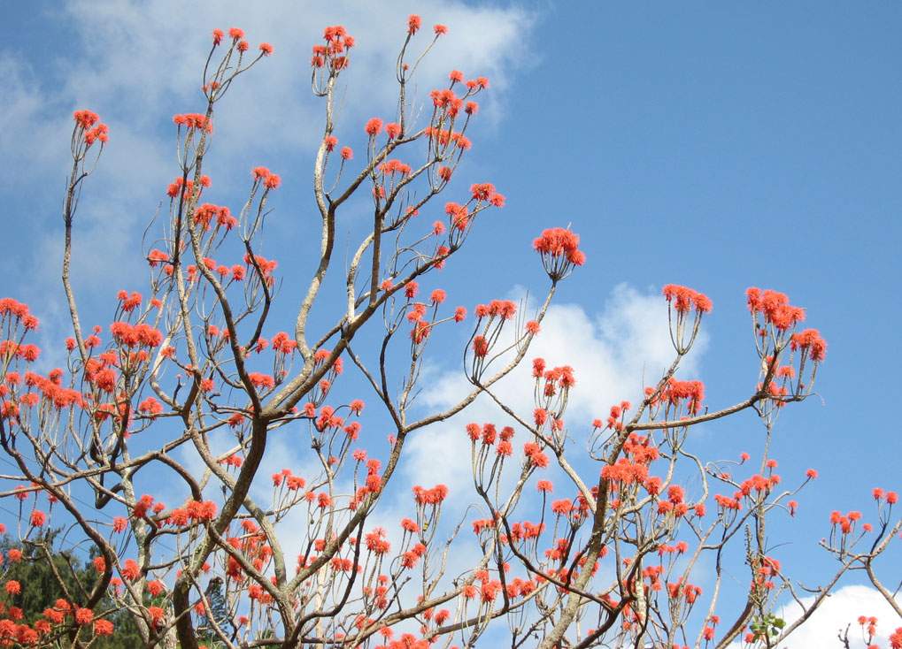 Erythrina abyssinica   - 