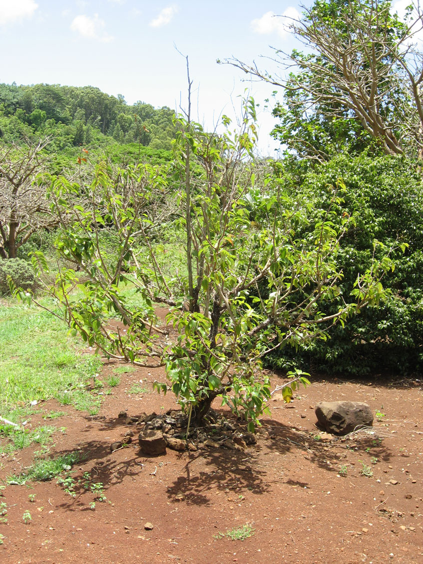 Flueggea neowawraea   - 