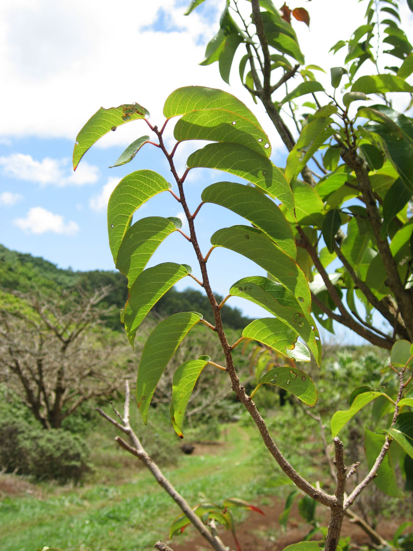 Flueggea neowawraea   - 