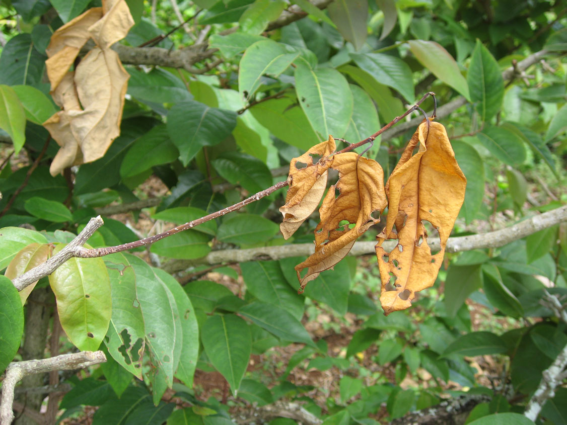 Flueggea neowawraea   - Twig borer damage to Fleuggea neowawraea