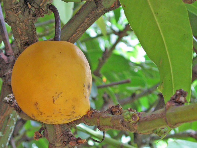 Garcinia xanthochymus   - 