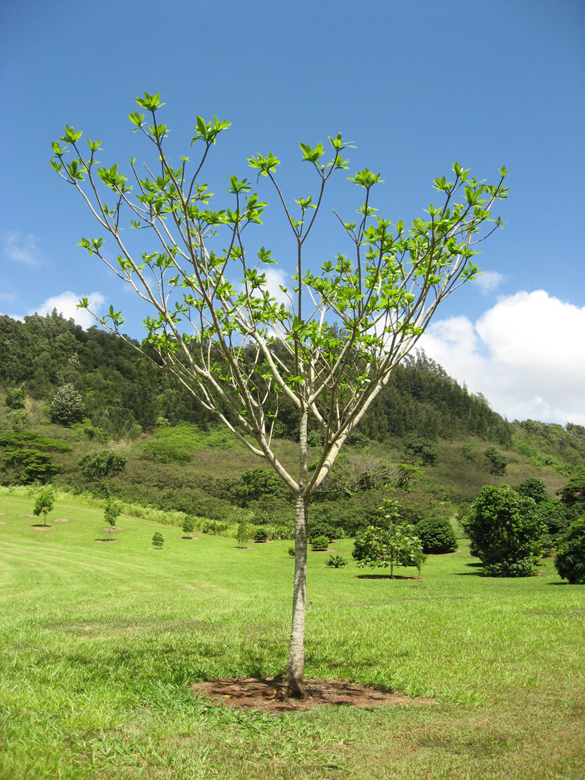 Genipa americana   - 