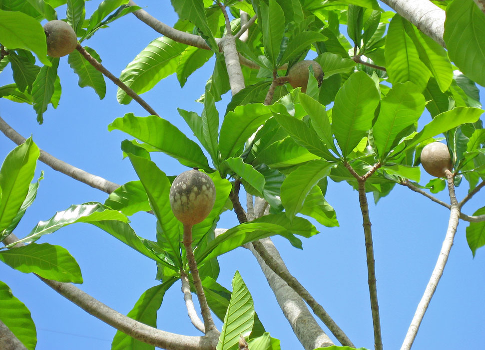 Genipa americana   - Fruiting branches