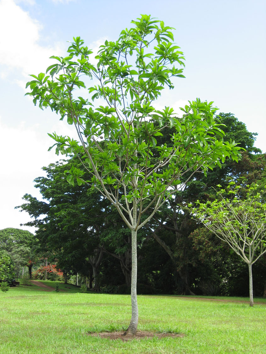 Genipa americana   - Tree with new leaves