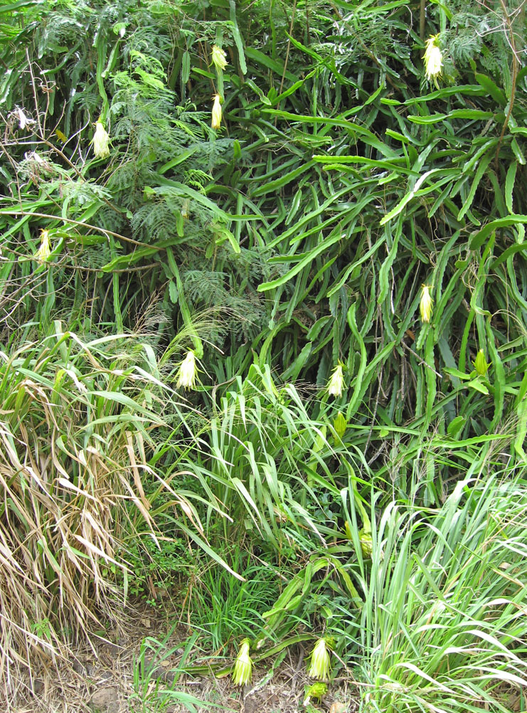 Hylocereus undatus   - Habit with flowers