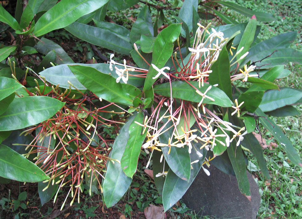 Ixora hookeri   - Flowering branch