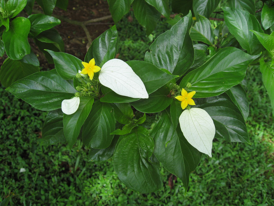 Mussaenda raiateensis   - 