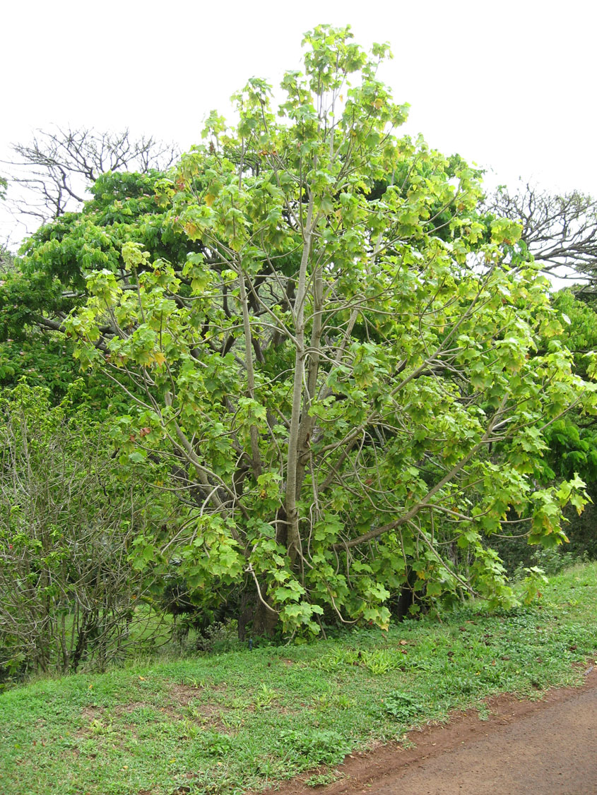 Kokia kauaiensis   - Habit