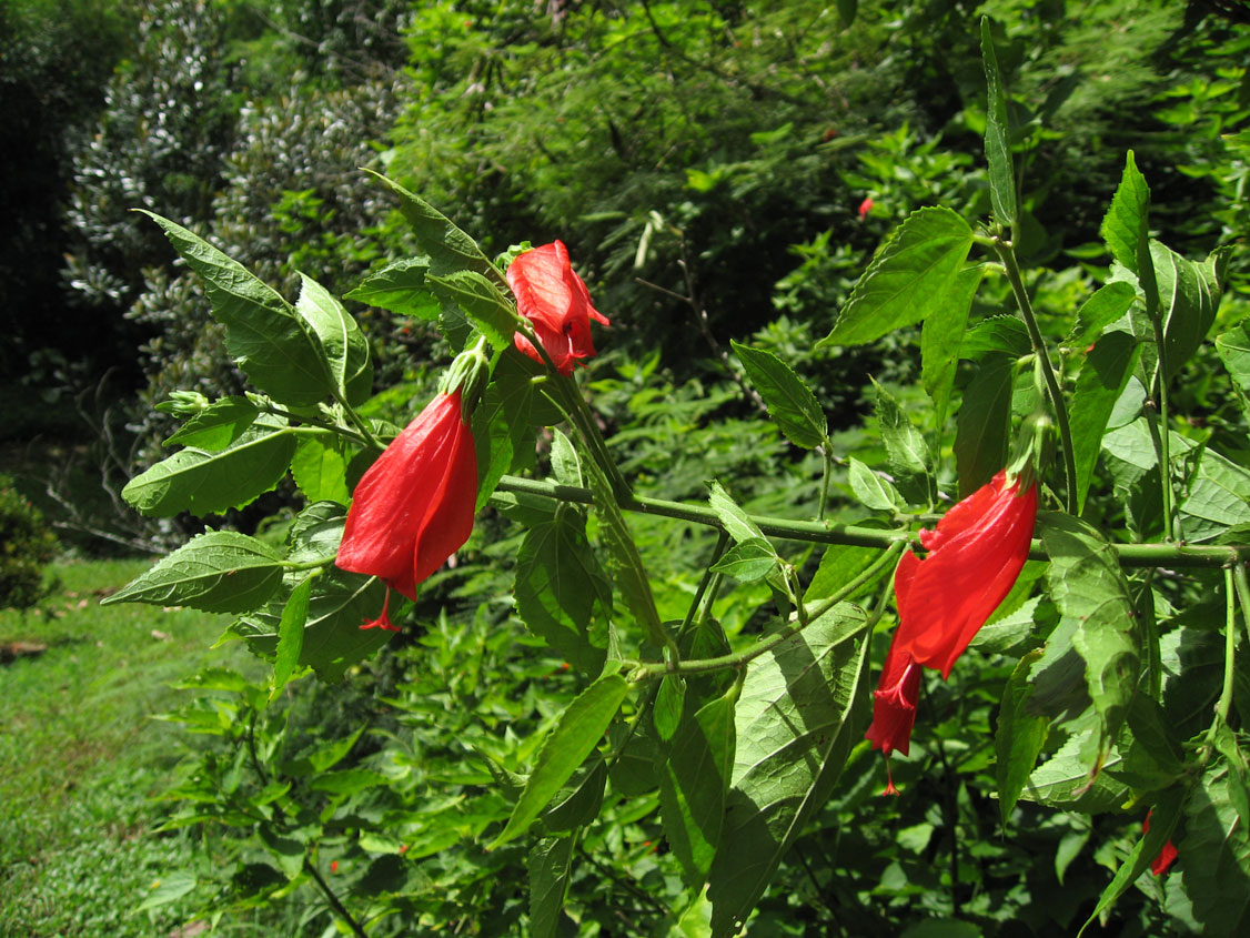 Malvaviscus penduliflorus   - Flowering branch