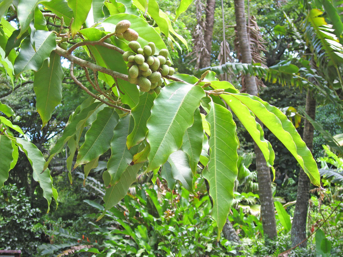 Michelia champaca   - Fruiting branch