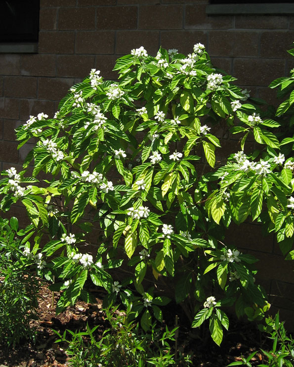Morinda latibracteata   - Habit with flowers