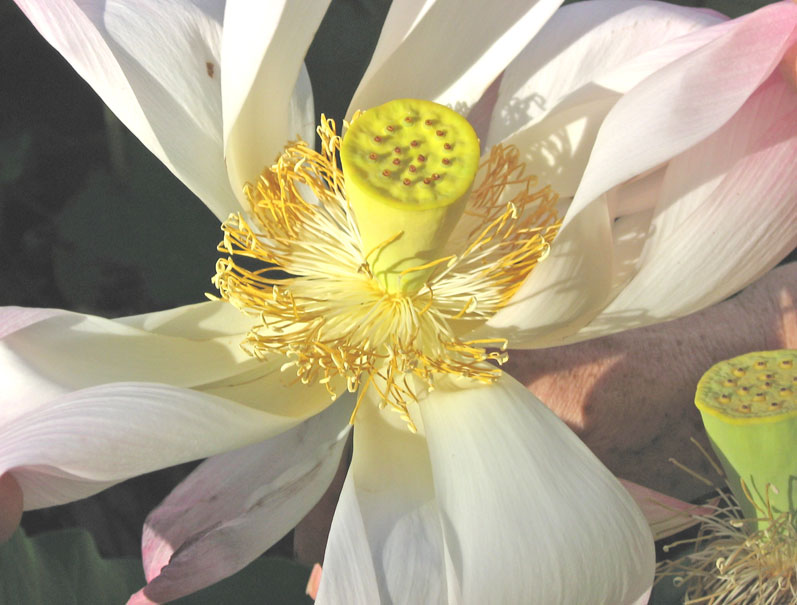 Nelumbo nucifera   - Open flower