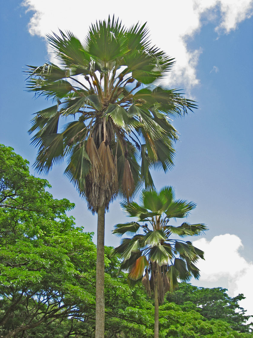 Pritchardia pacifica   - Leaf crown