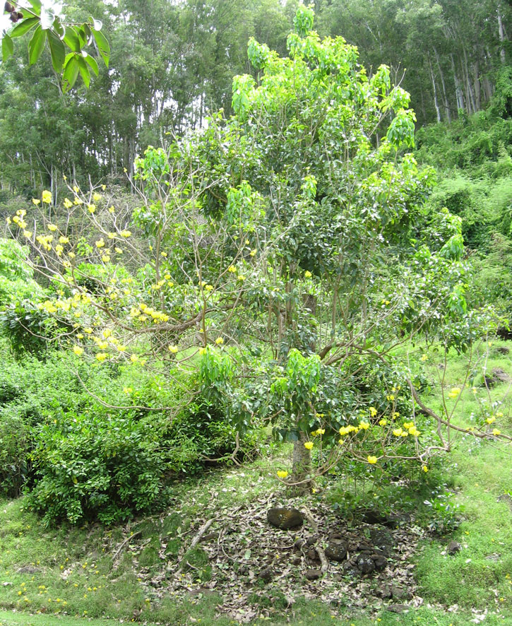 Tabebuia serratifolia   - Habit with flowers