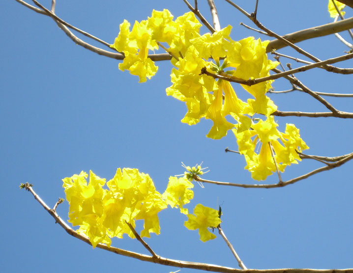 Tabebuia serratifolia   - Flowering branch