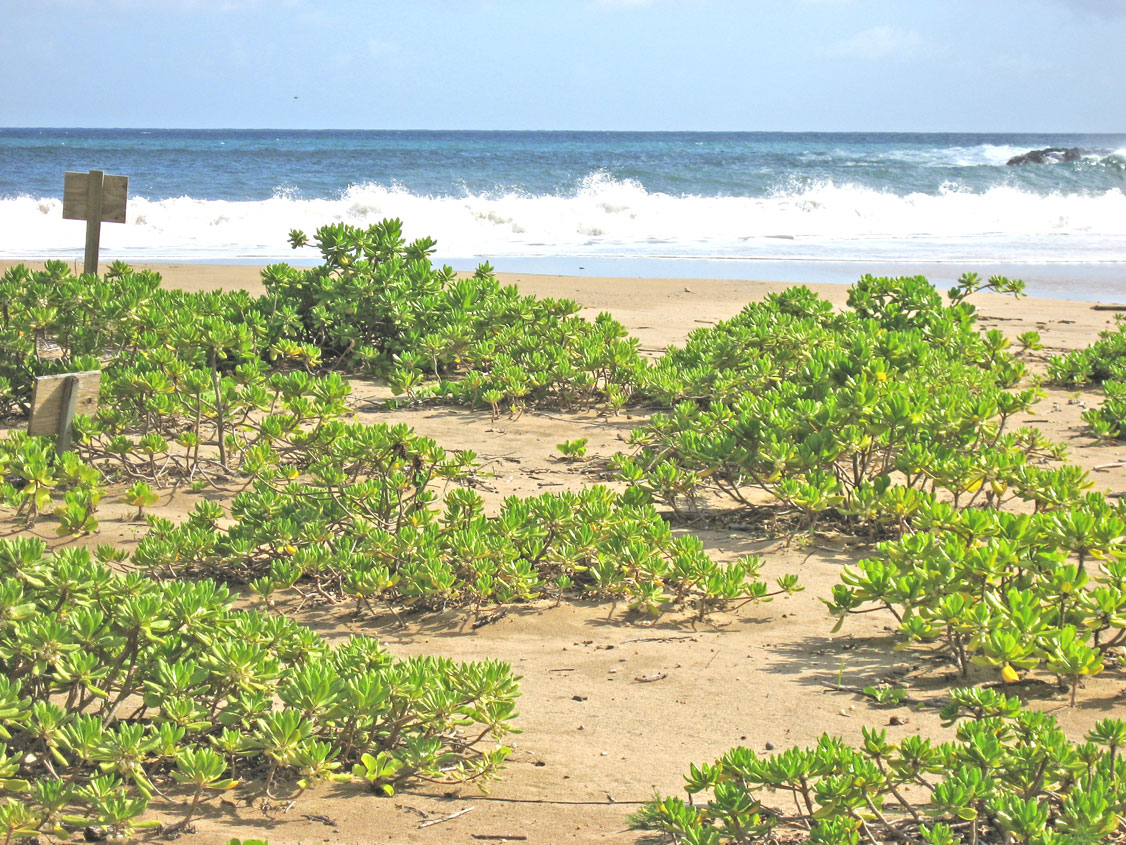 Scaevola taccada   - Habit, beach at Lawai-Kai