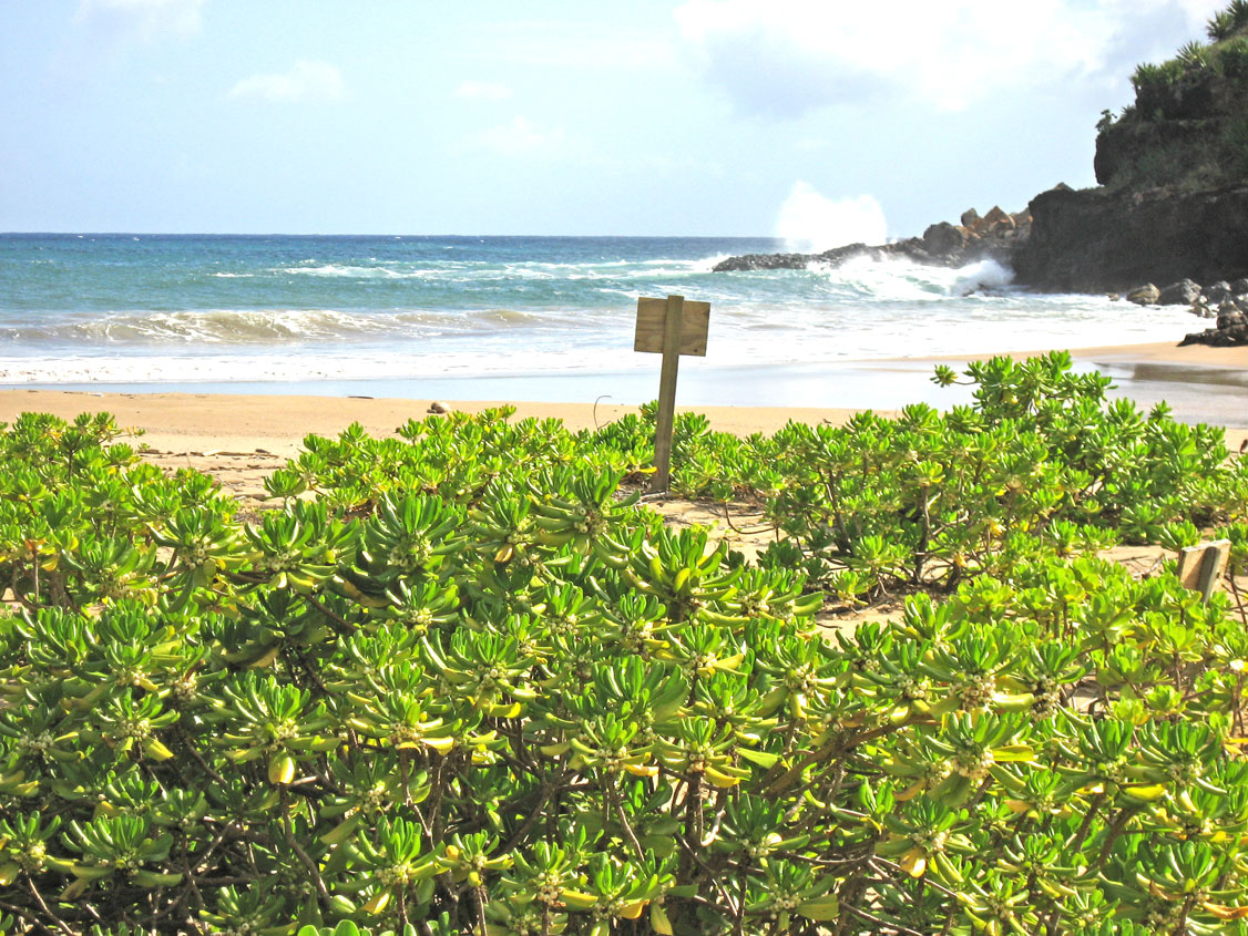 Scaevola taccada   - Habit, beach at Lawai-Kai