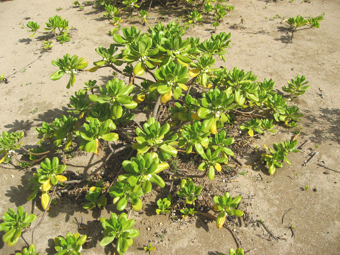 Scaevola taccada   - Habit