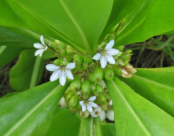 Scaevola taccada   - Branches with flowers and fruit