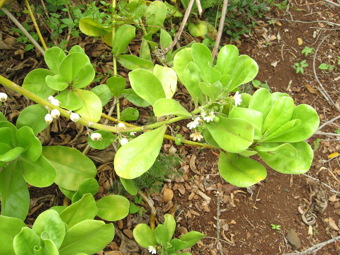 Scaevola taccada   - Branches with flowers and fruits
