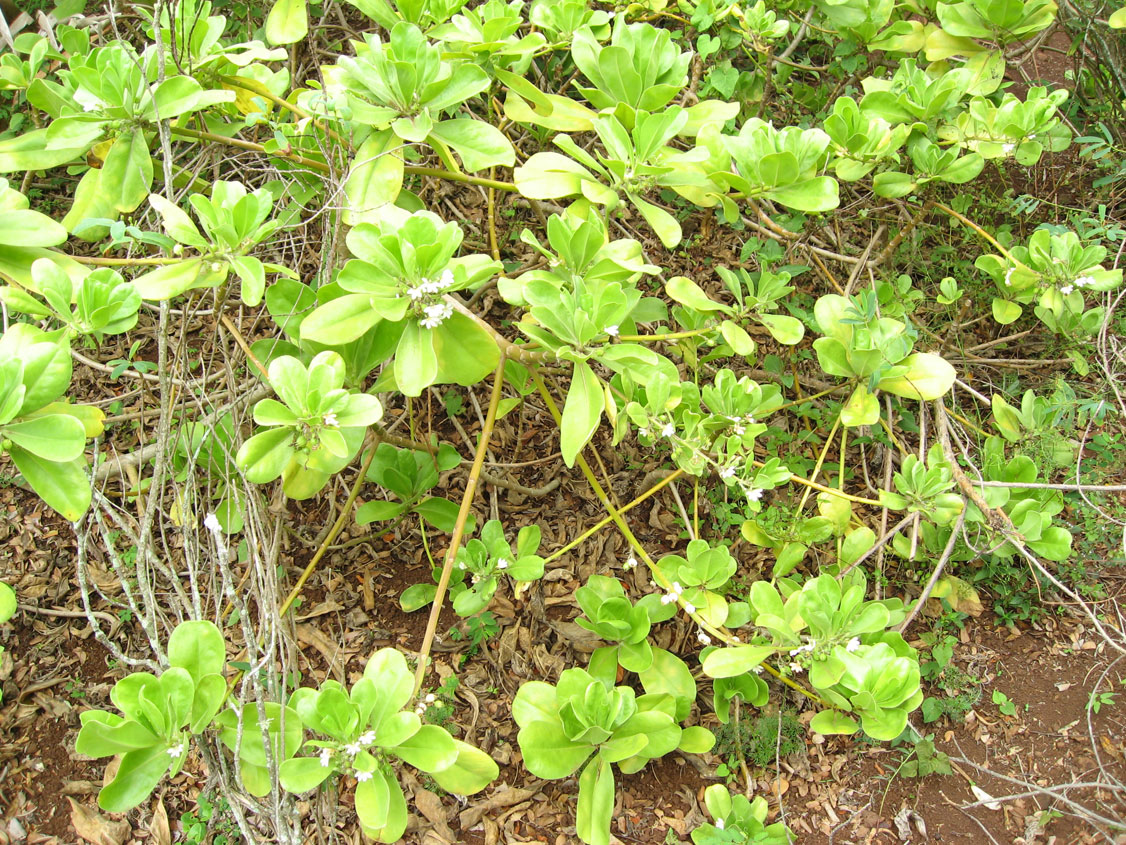Scaevola taccada   - Habit
