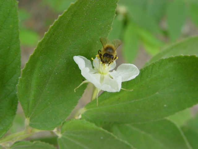 Muntingia calabura   - Flower with bee