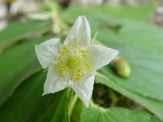 Muntingia calabura   - Flower
