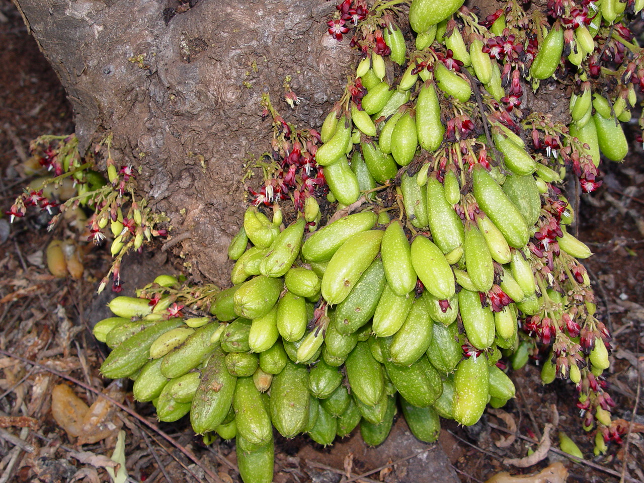 Averrhoa bilimbi   - Flowers and fruits on base of trunk