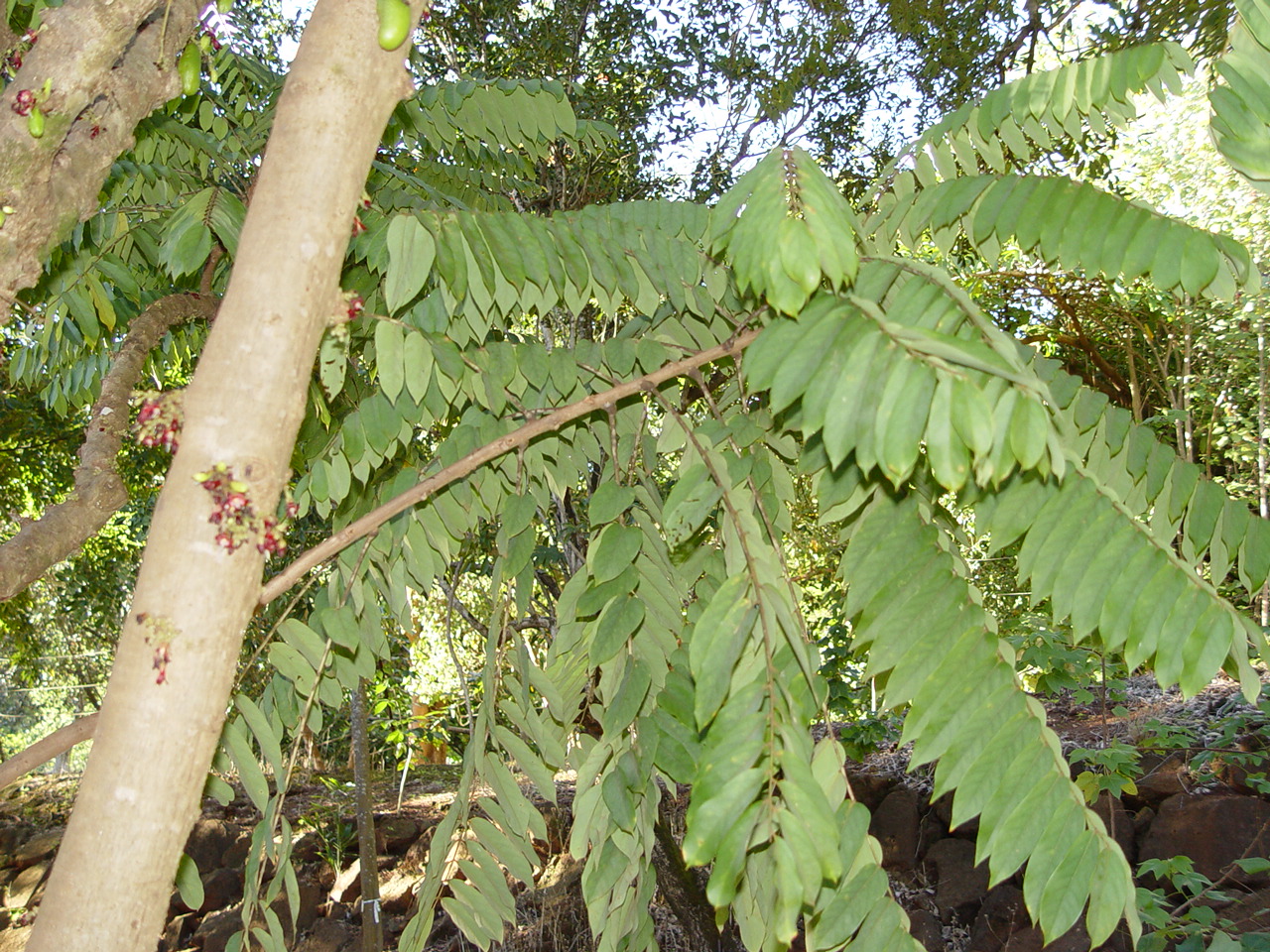 Averrhoa bilimbi   - Branches with leaves and trunk