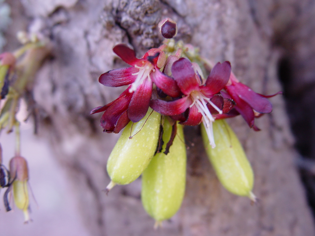 Averrhoa bilimbi   - Flowers and young fruits