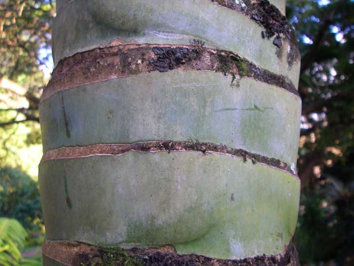 Clinostigma savoryanum   - Trunk