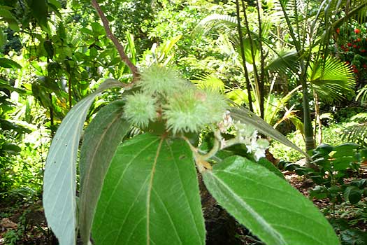 Commersonia bartramia   - Flower