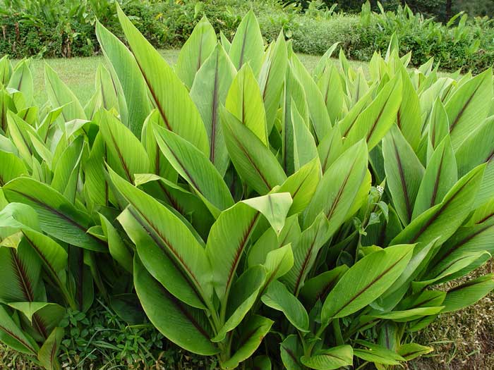 Curcuma zedoaria   - Plant