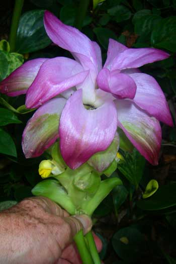 Curcuma zedoaria   - Flower