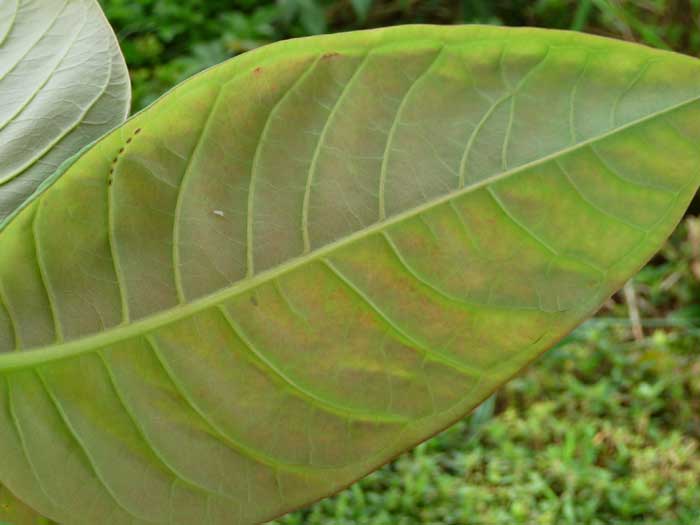 Duabanga grandiflora   - Leaf underside