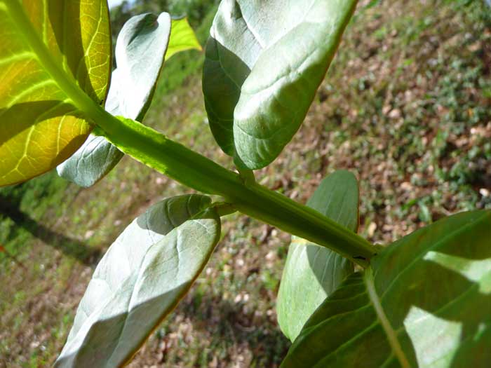 Duabanga grandiflora   - Stem and Leaves