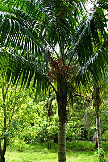 Heterospathe elata   - Tree