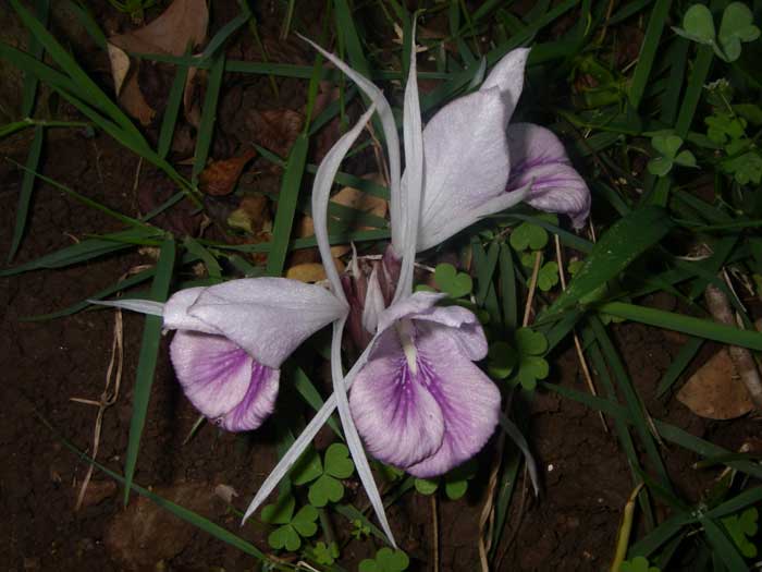Kaempferia rotunda   - Flower