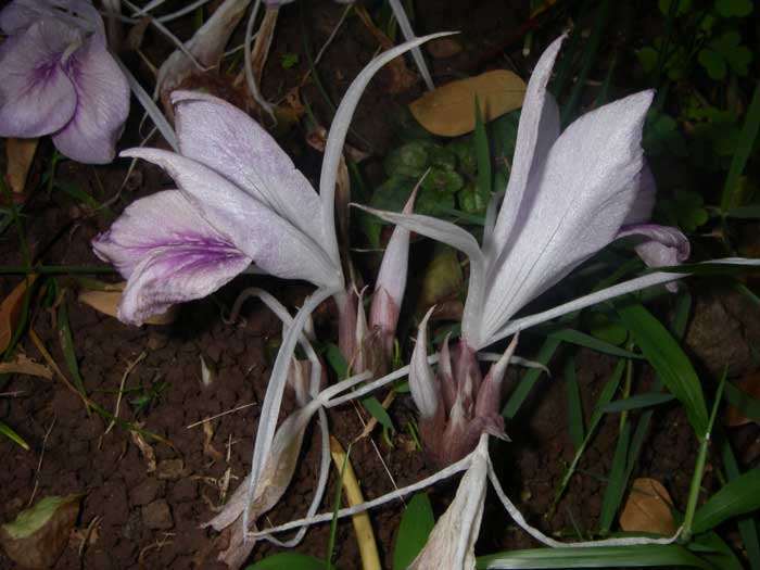 Kaempferia rotunda   - Flowering Stem Detail