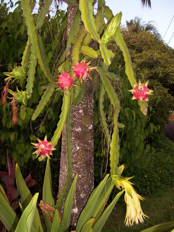 Hylocereus undatus   - Habit, with fruit and flower