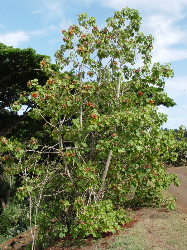 Kokia kauaiensis   - Habit, flowering plant