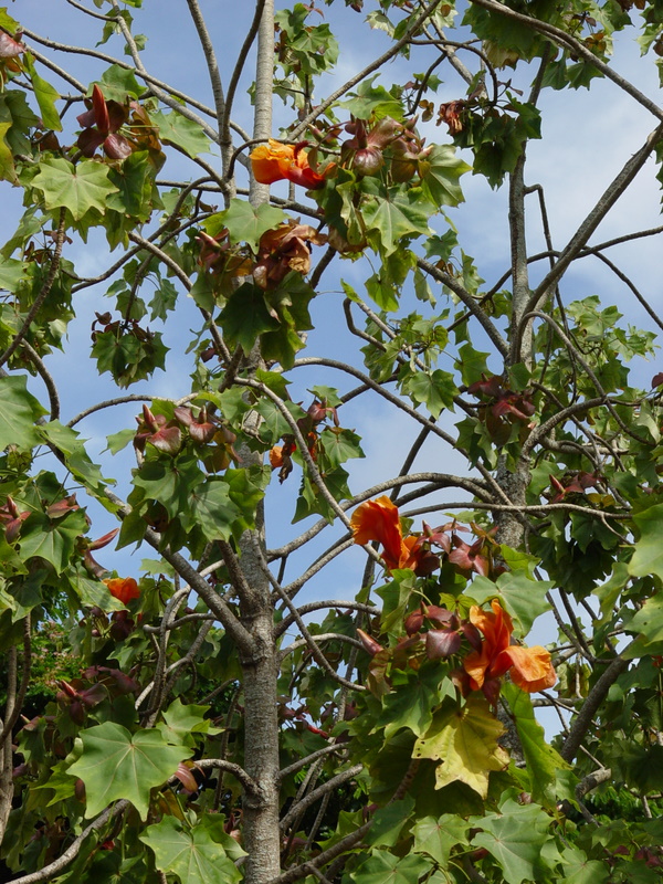 Kokia kauaiensis   - Flowering branch