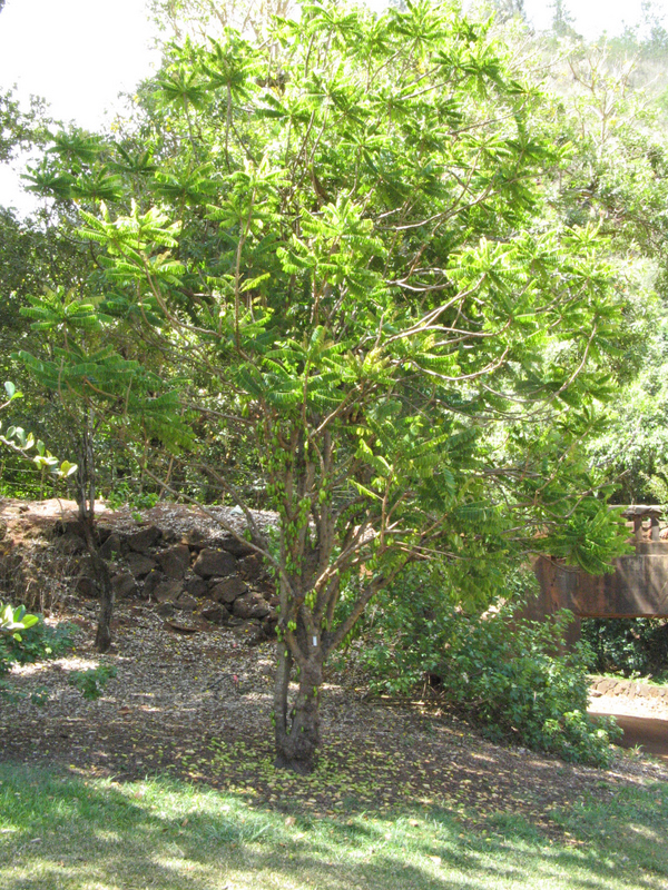 Averrhoa bilimbi   - Habit