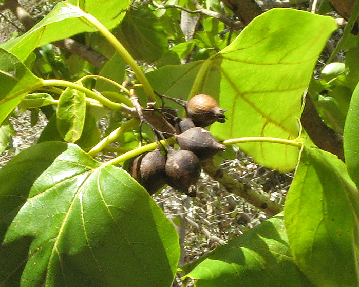 Cordia subcordata   - Branch with ripe fruit