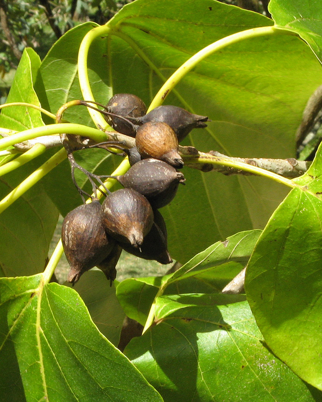 Cordia subcordata   - Branch with ripe fruit