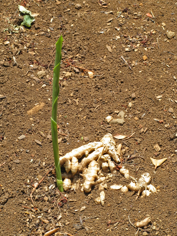 Curcuma longa   - Rhizomes with new growth